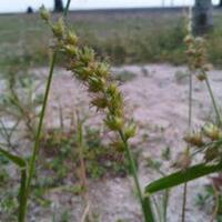 penemuan-penemuan-terbesar-yang-terungkap-secara-tidak-sengaja