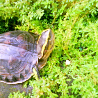 all-about-box-turtle-family