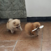 pomeranian-lovers---part-3