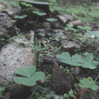 nongkrong-bareng-kamera-henpon