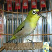 9829982996169616-burung-kaca-mata96169616-98299829