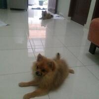 pomeranian-lovers---part-3