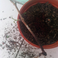 kampung-anggur----part-1