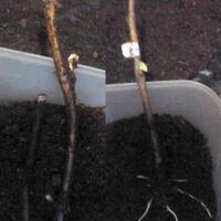 kampung-anggur----part-1