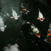 forum-koi-kaskus-part-5-semua-tentang-koi-masuk-kesini