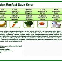 manfaat-kelor-untuk-kesehatankelestarian-alam-dan-kesejahteraan-petani