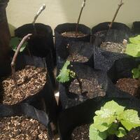 kampung-anggur----part-1