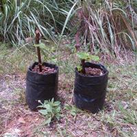 kampung-anggur----part-1