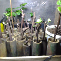 kampung-anggur----part-1