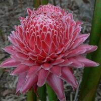 lounge-formil--gombalhok-si-thrombophob-kembali-siapa-lagi-mau-turun-gunung---part-5