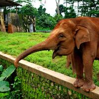 nongkrong-bareng-animal-photography