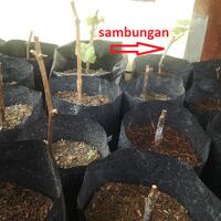 kampung-anggur----part-1