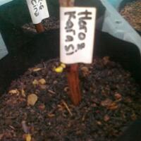 kampung-anggur----part-1