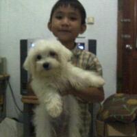 maltese-lovers-come-in