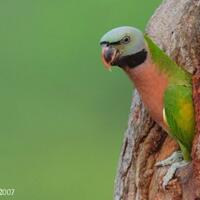 sharing-burung-paruh-bengkok-ii