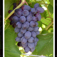 kampung-anggur----part-1