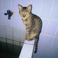 share-dimari-gan-berapa-banyak-kucing-yang-ente-punya-ane-punya-14