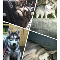 new-siberian-husky-lovers---read-page-1-for-update---part-2