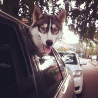 new-siberian-husky-lovers---read-page-1-for-update---part-2