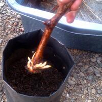 kampung-anggur----part-1