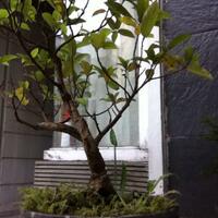 bonsai-kaskus-reborn--forum-sharing--diskusi-seputar-seni-bonsai-indonesia