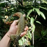 93787769378776937rumah-baru-untuk-varanus-lover-93787769378776937