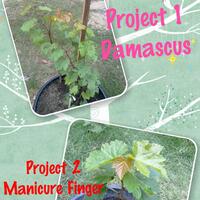 kampung-anggur----part-1