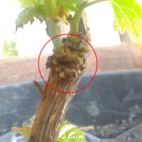 kampung-anggur----part-1