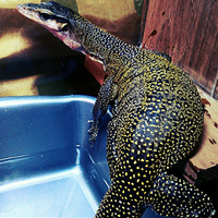 93787769378776937rumah-baru-untuk-varanus-lover-93787769378776937