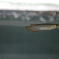 arowana--new-thread