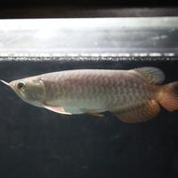 arowana--new-thread