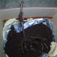 kampung-anggur----part-1