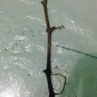 kampung-anggur----part-1