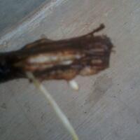 kampung-anggur----part-1