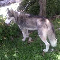 new-siberian-husky-lovers---read-page-1-for-update---part-2