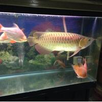 arowana--new-thread