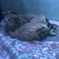 thread-khusus-burung-hantu-owl-kaskus---part-5