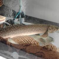 polypterus-aka-palmas-lounge-part-ii-ask-sharing--post-your-bichir-here---part-1