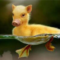 pic-heboh-hasil-perkimpoian-babi-sama-bebek