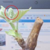 kampung-anggur----part-1