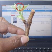 kampung-anggur----part-1