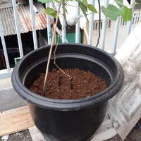 kampung-anggur----part-1