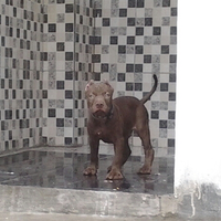 the-american-pitbull-lover039s---part-4