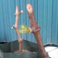 kampung-anggur----part-1