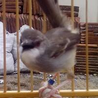 prinia-familiaris-ciblek-the-little-fighter