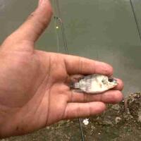 micro-fishing----mini-tackle-and-fish-yet-maximum-fishorgasm