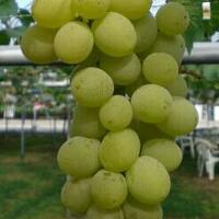 kampung-anggur----part-1