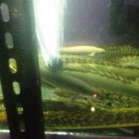 polypterus-aka-palmas-lounge-part-ii-ask-sharing--post-your-bichir-here---part-1