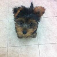 yorkie-loversmasuk-sini-dunk