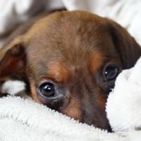 dachshund-lovers----part-2